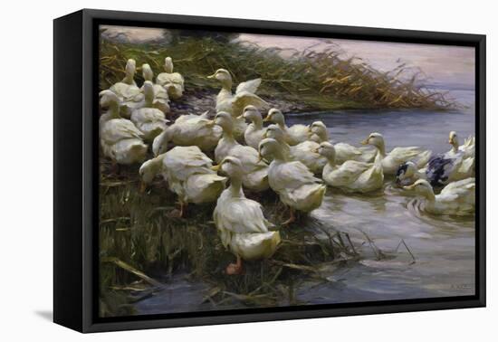 Ducks on the Lakeshore-Alexander Koester-Framed Premier Image Canvas