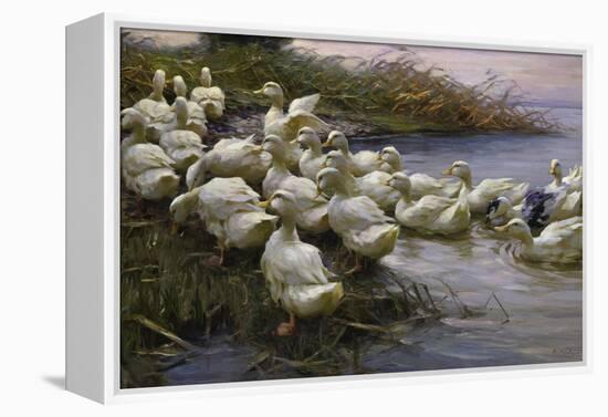 Ducks on the Lakeshore-Alexander Koester-Framed Premier Image Canvas