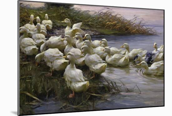 Ducks on the Lakeshore-Alexander Koester-Mounted Giclee Print