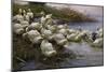Ducks on the Lakeshore-Alexander Koester-Mounted Giclee Print