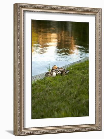 Ducks on the Pond-Karyn Millet-Framed Photographic Print