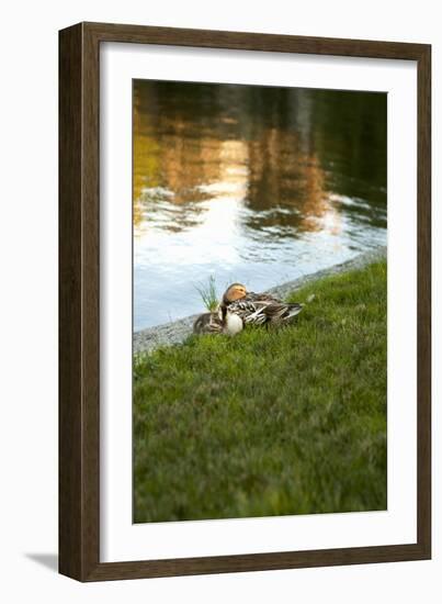 Ducks on the Pond-Karyn Millet-Framed Photographic Print