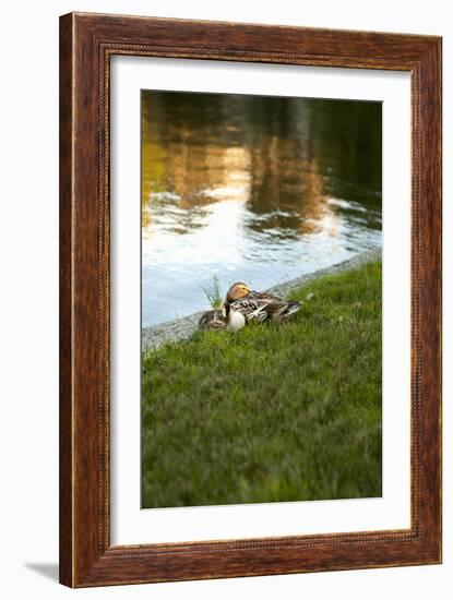 Ducks on the Pond-Karyn Millet-Framed Photographic Print