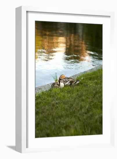 Ducks on the Pond-Karyn Millet-Framed Photographic Print