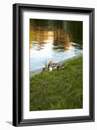 Ducks on the Pond-Karyn Millet-Framed Photographic Print