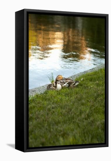 Ducks on the Pond-Karyn Millet-Framed Premier Image Canvas