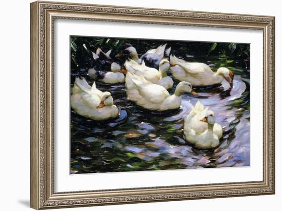 Ducks Swimming in a Sunlit Lake-Alexander Koester-Framed Premium Giclee Print