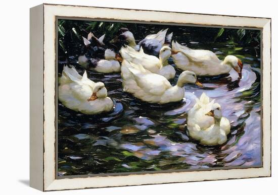 Ducks Swimming in a Sunlit Lake-Alexander Koester-Framed Premier Image Canvas