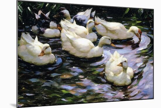 Ducks Swimming in a Sunlit Lake-Alexander Koester-Mounted Giclee Print