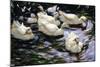 Ducks Swimming in a Sunlit Lake-Alexander Koester-Mounted Giclee Print