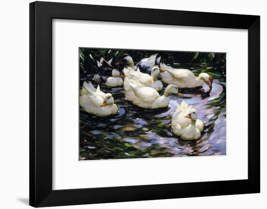 Ducks Swimming in a Sunlit Lake-Alexander Koester-Framed Giclee Print