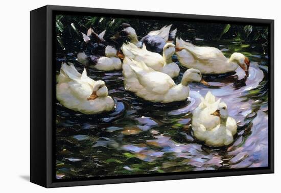 Ducks Swimming in a Sunlit Lake-Alexander Koester-Framed Premier Image Canvas