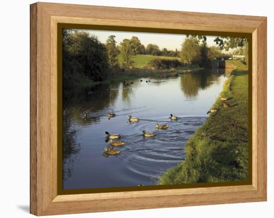 Ducks Swimming in the Worcester and Birmingham Canal, Astwood Locks, Hanbury, Midlands-David Hughes-Framed Premier Image Canvas