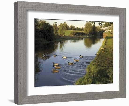 Ducks Swimming in the Worcester and Birmingham Canal, Astwood Locks, Hanbury, Midlands-David Hughes-Framed Photographic Print