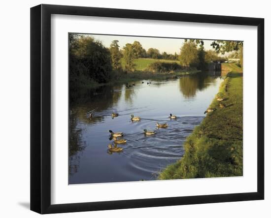 Ducks Swimming in the Worcester and Birmingham Canal, Astwood Locks, Hanbury, Midlands-David Hughes-Framed Photographic Print