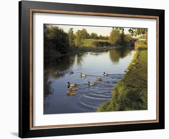 Ducks Swimming in the Worcester and Birmingham Canal, Astwood Locks, Hanbury, Midlands-David Hughes-Framed Photographic Print