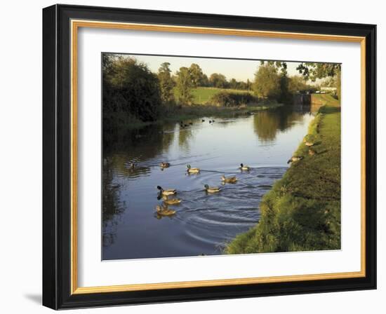 Ducks Swimming in the Worcester and Birmingham Canal, Astwood Locks, Hanbury, Midlands-David Hughes-Framed Photographic Print