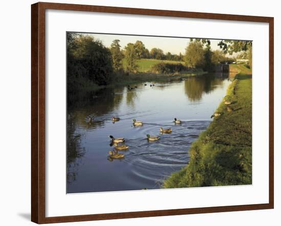 Ducks Swimming in the Worcester and Birmingham Canal, Astwood Locks, Hanbury, Midlands-David Hughes-Framed Photographic Print