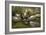 Ducks under Birch Twigs-Alexander Koester-Framed Giclee Print