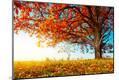 Photographic Print