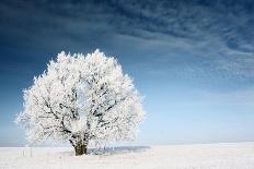 Frozen Tree on Winter Field and Blue Sky-Dudarev Mikhail-Photographic Print