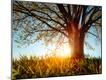 Photographic Print
