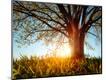 Photographic Print