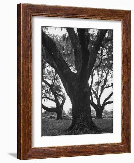 Dueling Oaks-Andreas Feininger-Framed Photographic Print