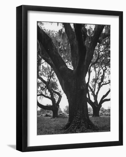 Dueling Oaks-Andreas Feininger-Framed Photographic Print