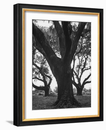 Dueling Oaks-Andreas Feininger-Framed Photographic Print