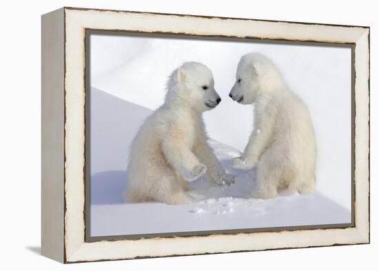 Dueling Polar Bear Cubs-Howard Ruby-Framed Premier Image Canvas