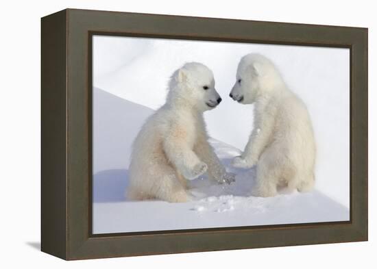 Dueling Polar Bear Cubs-Howard Ruby-Framed Premier Image Canvas