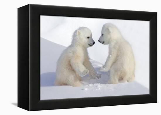 Dueling Polar Bear Cubs-Howard Ruby-Framed Premier Image Canvas