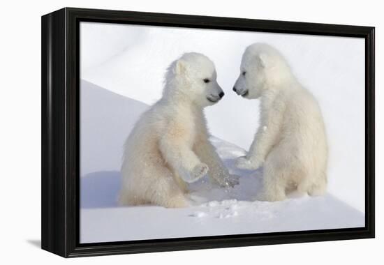 Dueling Polar Bear Cubs-Howard Ruby-Framed Premier Image Canvas