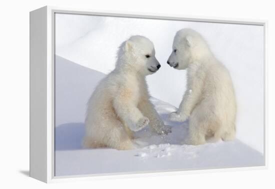 Dueling Polar Bear Cubs-Howard Ruby-Framed Premier Image Canvas
