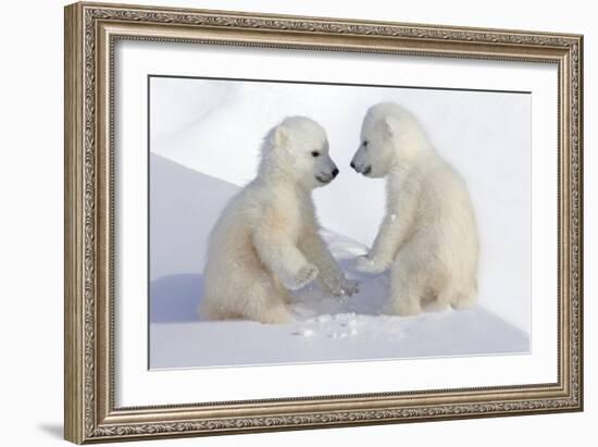 Dueling Polar Bear Cubs-Howard Ruby-Framed Photographic Print