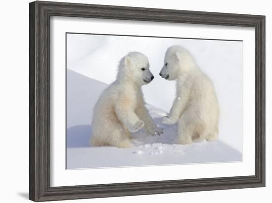 Dueling Polar Bear Cubs-Howard Ruby-Framed Photographic Print