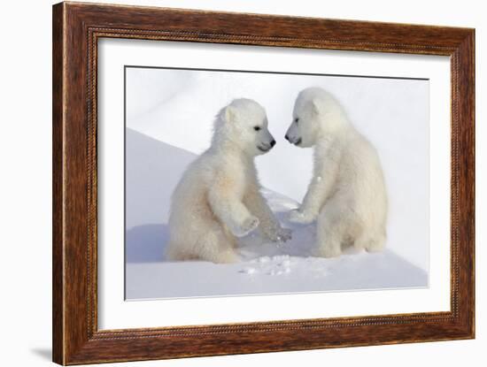 Dueling Polar Bear Cubs-Howard Ruby-Framed Photographic Print