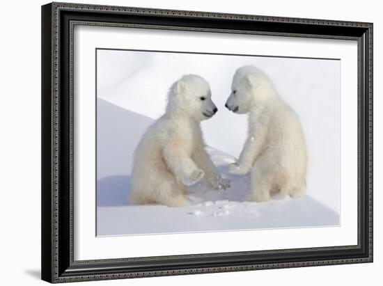 Dueling Polar Bear Cubs-Howard Ruby-Framed Photographic Print