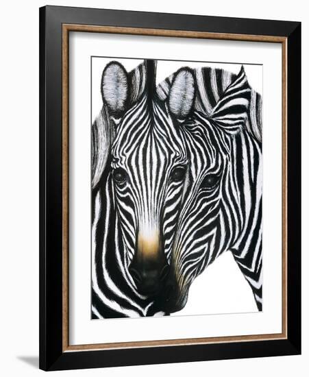 Dueling Zebras-unknown unknown-Framed Art Print