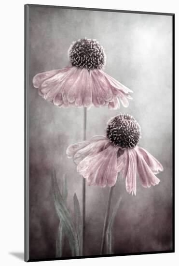 Duet-Mandy Disher-Mounted Photographic Print