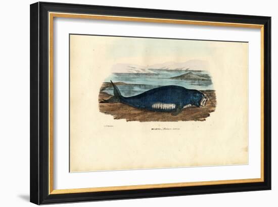 Dugong, 1863-79-Raimundo Petraroja-Framed Giclee Print