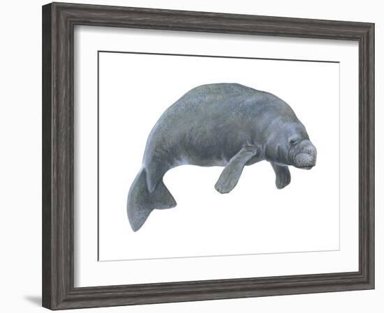 Dugong (Dugong Dugon), Mammals-Encyclopaedia Britannica-Framed Art Print