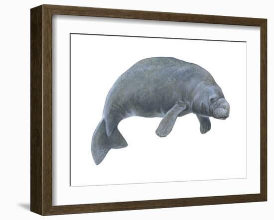 Dugong (Dugong Dugon), Mammals-Encyclopaedia Britannica-Framed Art Print