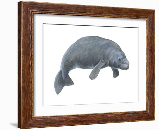 Dugong (Dugong Dugon), Mammals-Encyclopaedia Britannica-Framed Art Print