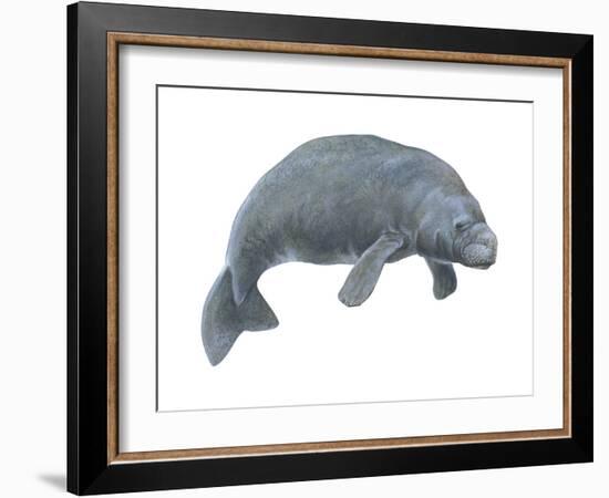 Dugong (Dugong Dugon), Mammals-Encyclopaedia Britannica-Framed Art Print