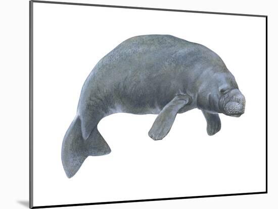 Dugong (Dugong Dugon), Mammals-Encyclopaedia Britannica-Mounted Art Print