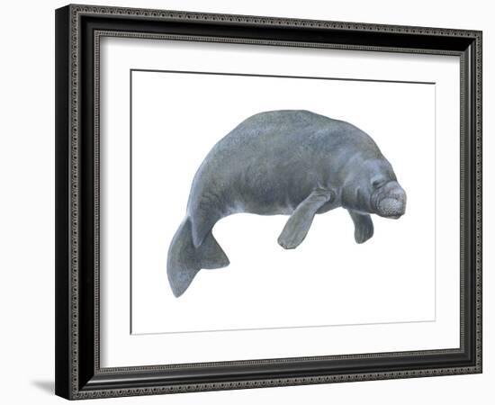 Dugong (Dugong Dugon), Mammals-Encyclopaedia Britannica-Framed Art Print