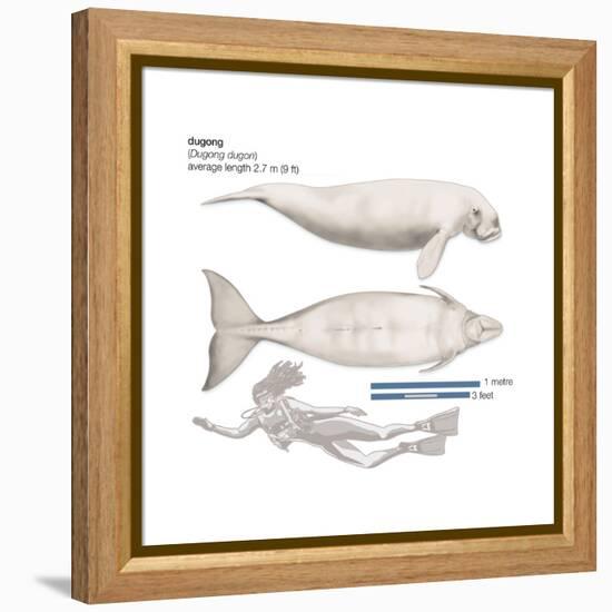 Dugong (Dugong Dugon), Mammals-Encyclopaedia Britannica-Framed Stretched Canvas