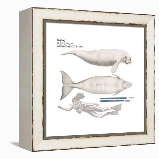 Dugong (Dugong Dugon), Mammals-Encyclopaedia Britannica-Framed Stretched Canvas